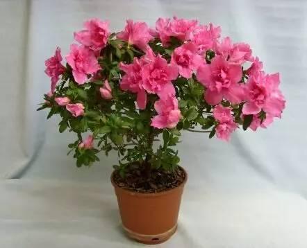 杜鹃花落最新爆料,最新爆料背后的惊人真相